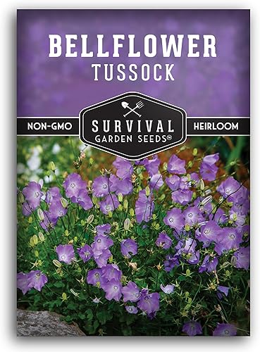 Semilla de campanilla Tussock para plantar, 1 paquete con instrucciones para plantar y cultivar Campanula carpatica en el jardín de flores de tu