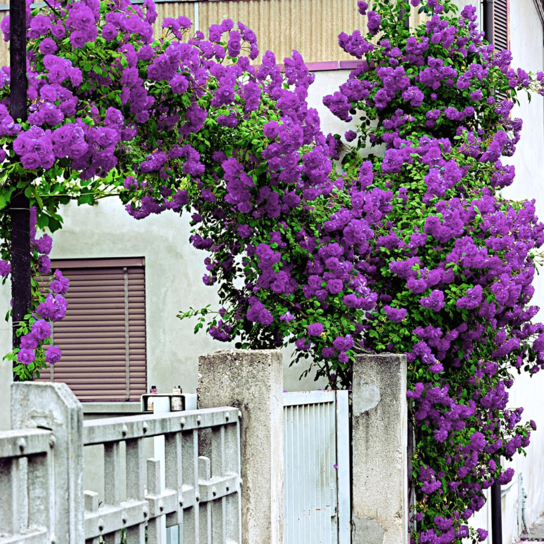 Purple Climbing Rose Live Plant, 6 Months Old Starter, Fragrant Purple Climbing Roses for Planting Outdoor, No Pot