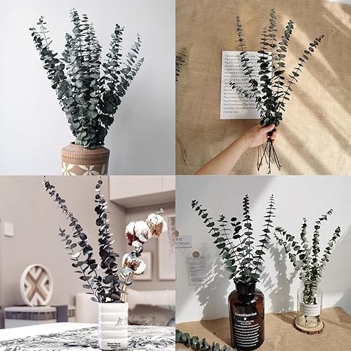 Miniatura 5 de Eucalipto para ducha, 10 piezas de tallos de eucalipto secos colgantes de 17 pulgadas, hojas de eucalipto reales 100% hechas de eucalipto fresco,