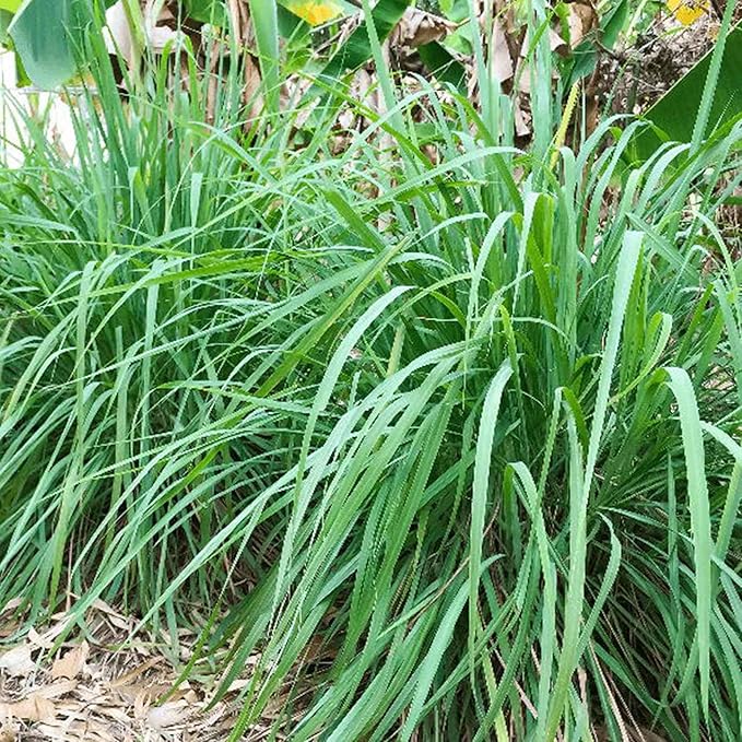 With over 1000 seeds in each packet, you can easily start a thriving lemon grass garden and enjoy fresh herbs whenever you need them. Lemon grass is a low-maintenance plant that thrives in sunny locations with well-drained soil, making it ideal for beginners and experienced gardeners alike. Whether you are looking to add a burst of flavor to your culinary creations or harness the health benefits of this versatile herb, these Lemon Grass Seeds are a great choice for any herb enthusiast. Description by ChatGPT.