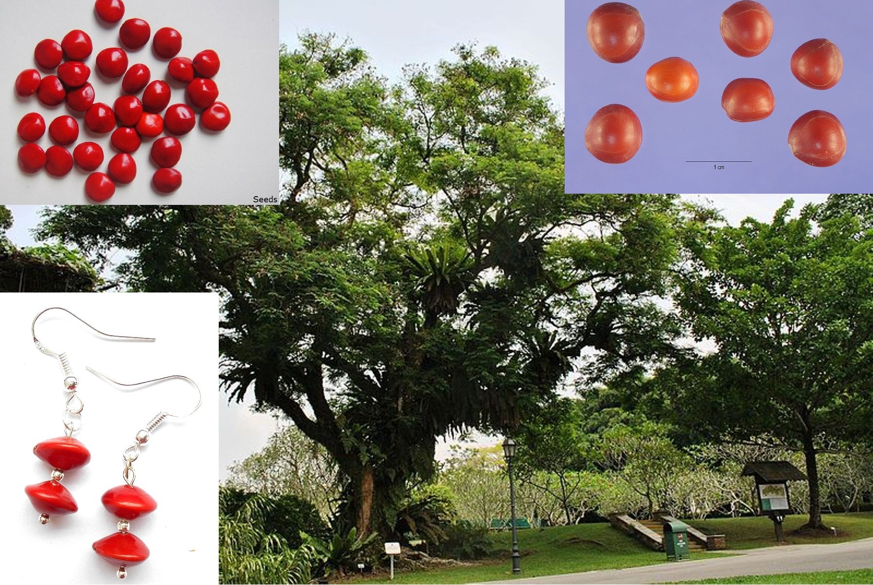 Seedstores : 100 Seeds of Adenanthera Pavonina Coral Wood or Red Lucky Seeds for Growing (B0753LGRXL) Amazon Price History, Amazon Price Tracker