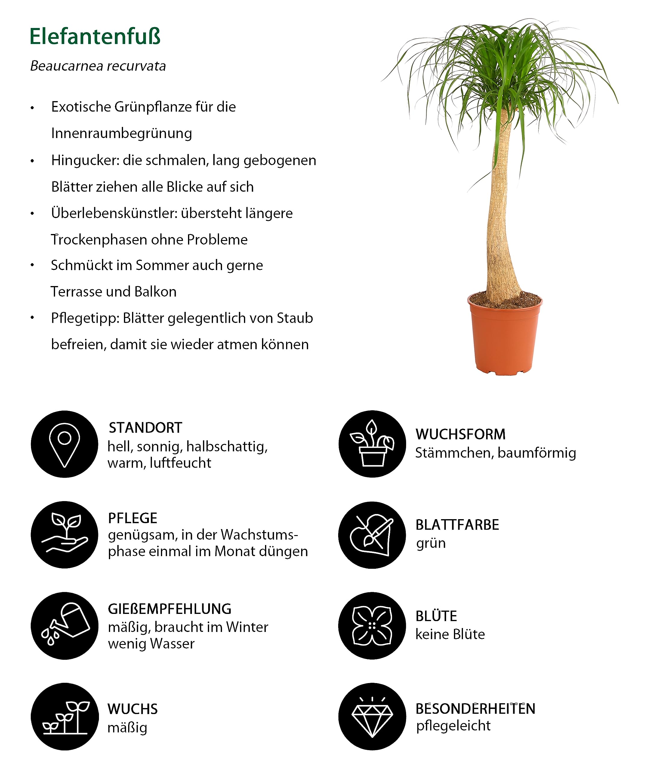 Dehner Elefantenfuß, einstämmig, ca. 120-130 cm, Ø Topf 27 cm | Beaucarnea recurvata, baumförmige Zimmerpflanze, pflegeleicht, für sonnige bis halbschattige Standorte