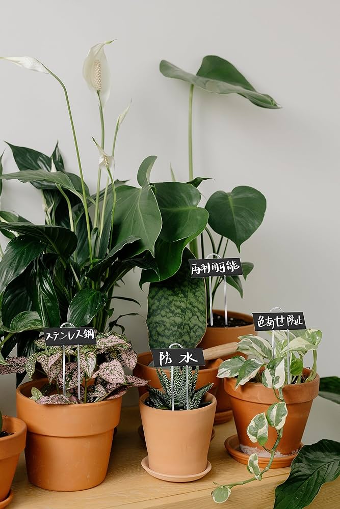 h*e様 コディサンダーソン鉢ネームプレートおまけ