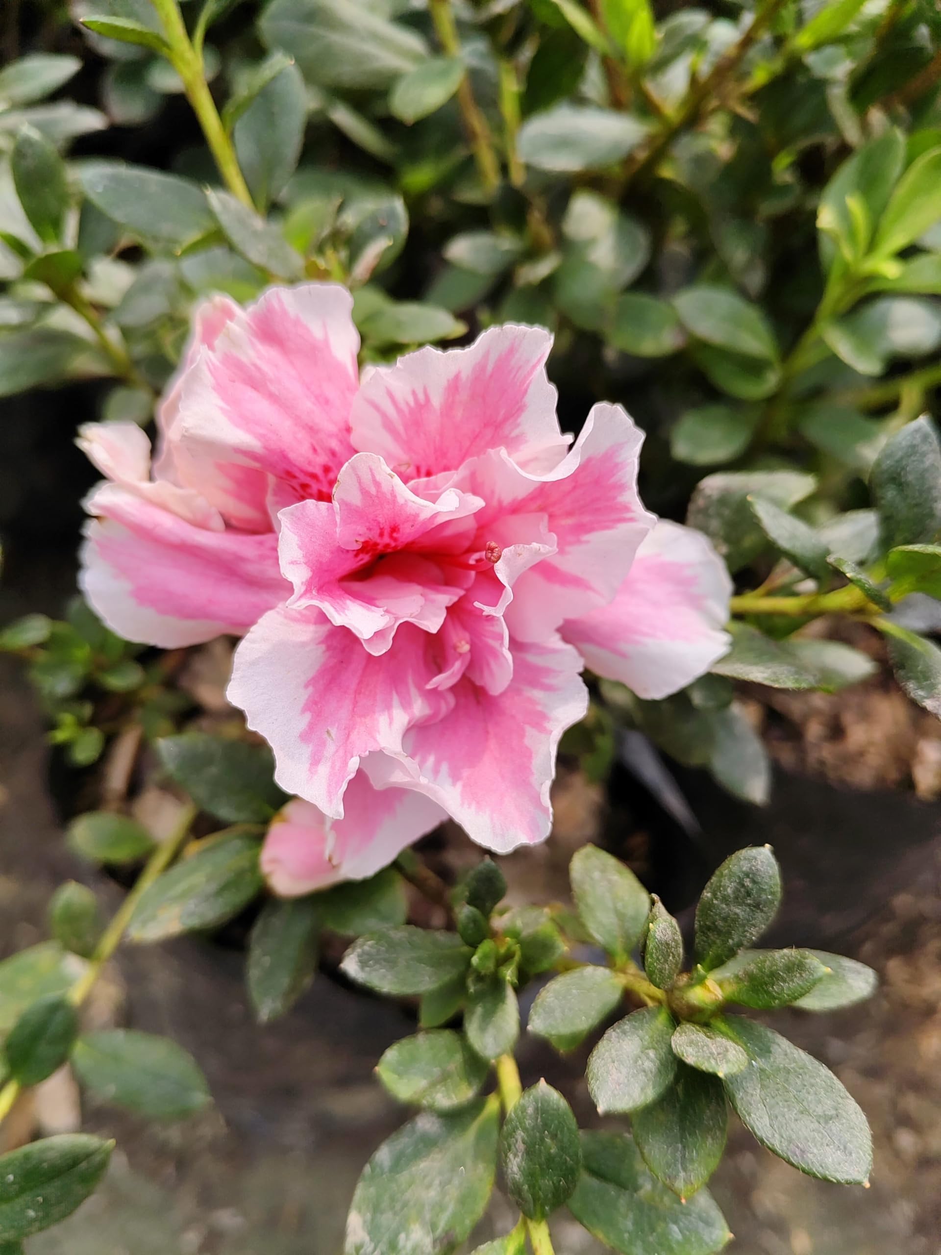 Camelia Flower, Fresh Cut