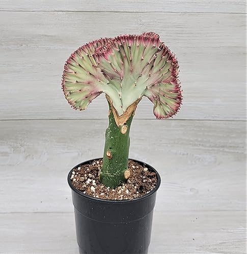 Miniatura 3 de Hot Pink Euphorbia Lactea Cristata en maceta de 4 pulgadas, cactus coral, muy difícil de encontrar cactus crestado por 3exoticgreen