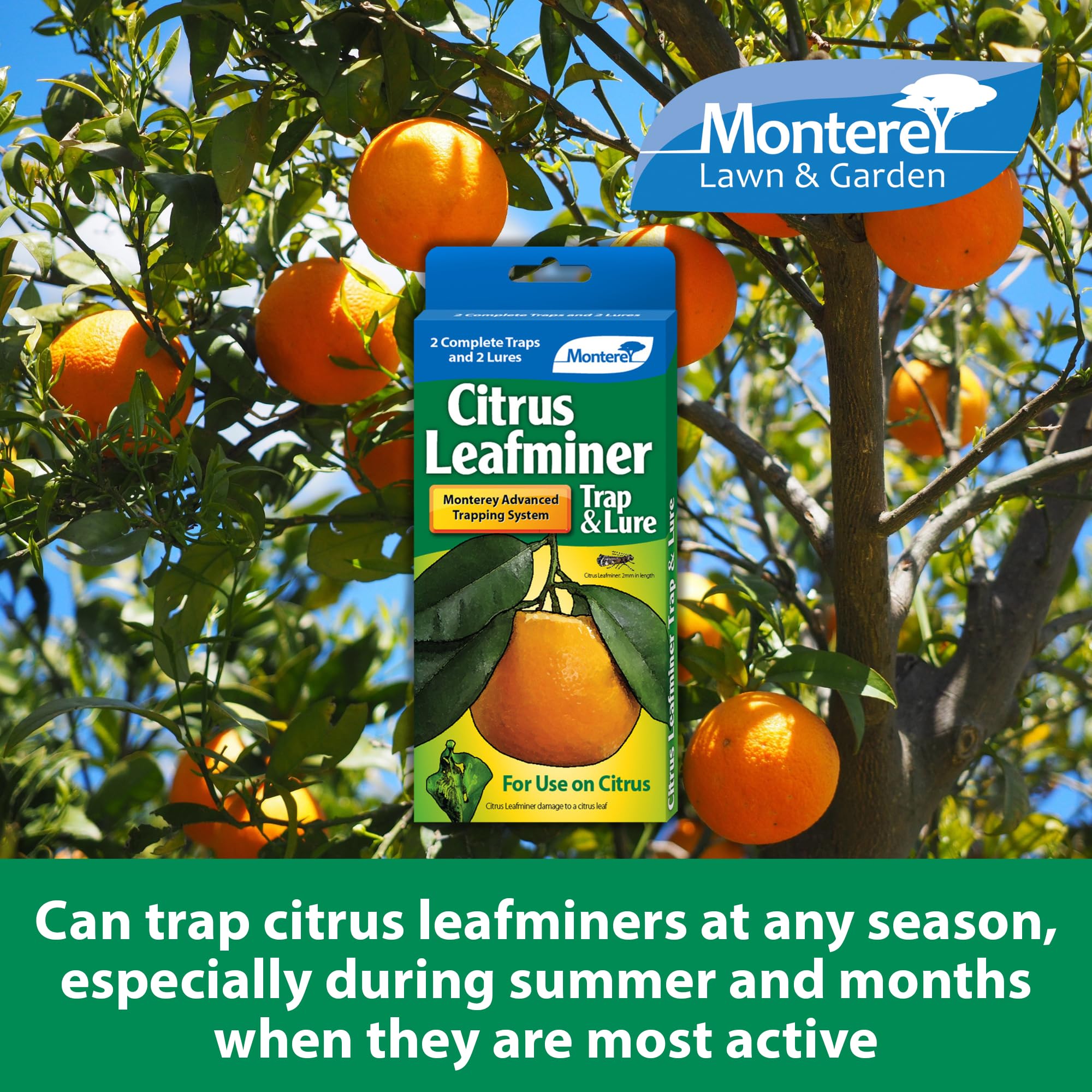 Amazon.com : Monterey LG8920 Citrus Leafminer Trap and Lure, Pack