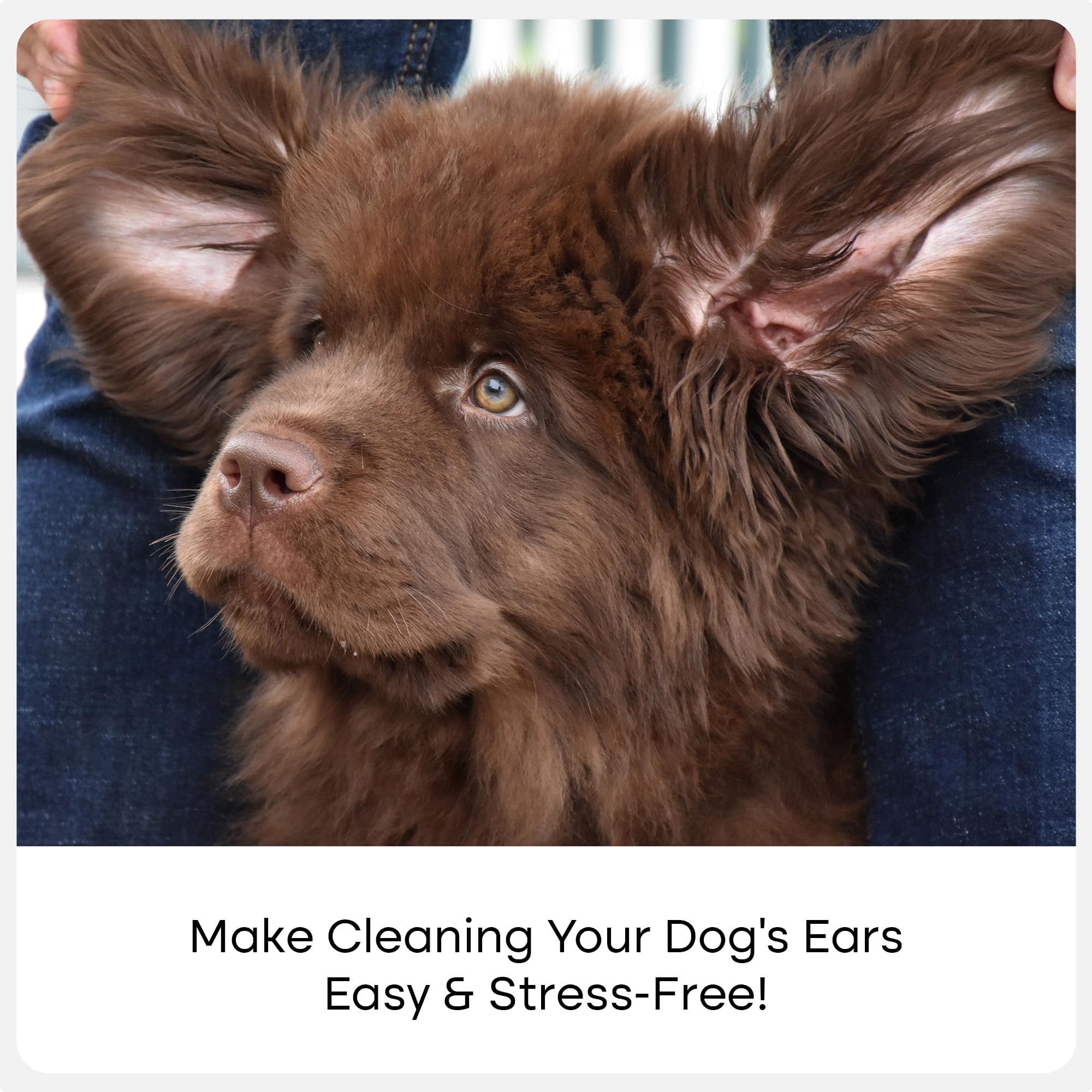 Uproot Clean Cat & Dog Ear Cleaner Finger Wipes (50ct.): Disposable Dog Ear Wipes Enriched with Shea Butter & Jojoba Oil - Cleaner Removing Wax Build Up, Help with Odor Discomfort - image 3