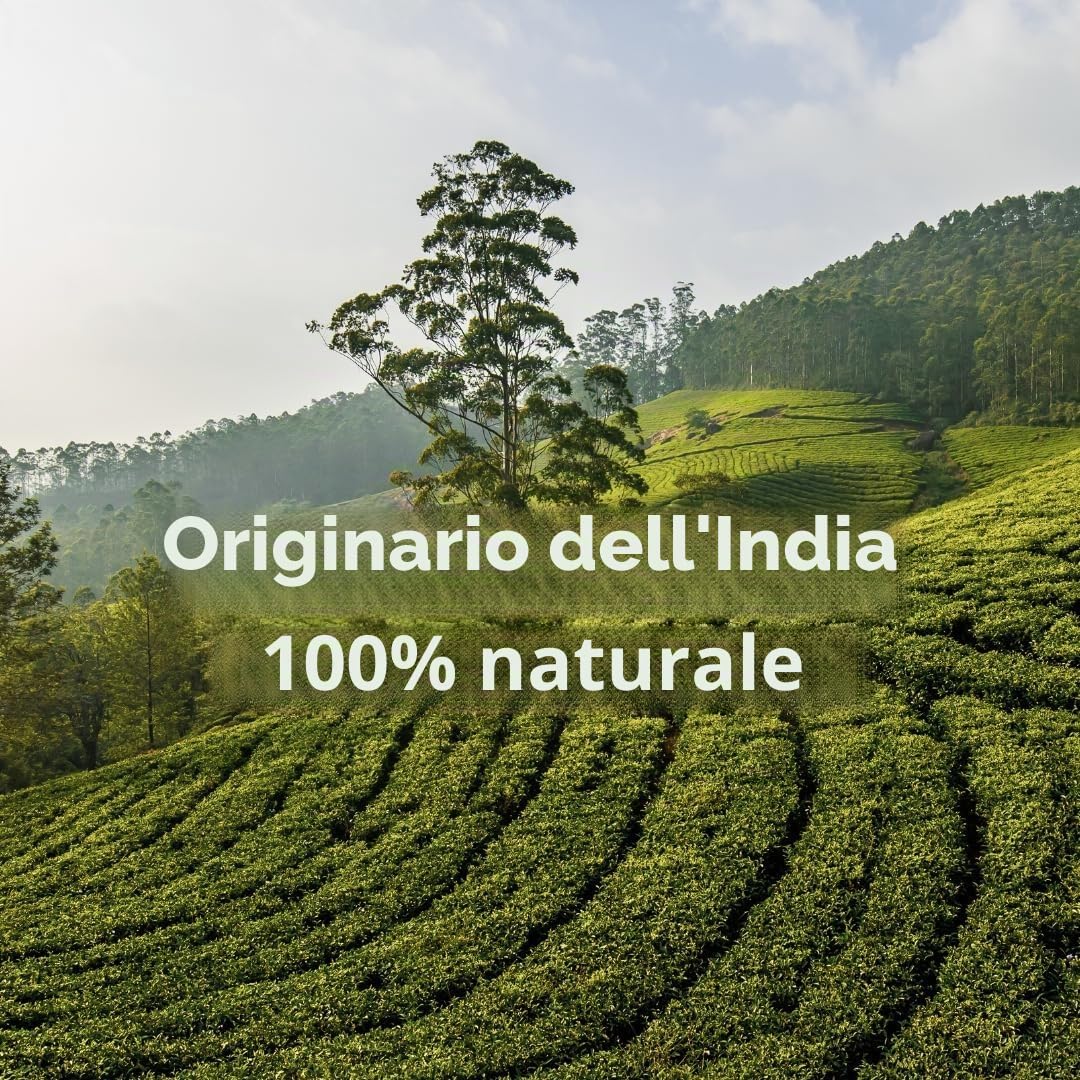 Foglie di Senna Intere 1 kg, Origine India - Potente Purgante, Lassativo Naturale - Favorisce il Transito Intestinale e la Pulizia del Colon - Tisana Detox | Confezionato in Francia, RUE DES PLANTES