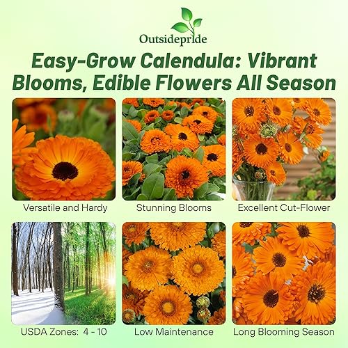 Miniatura 2 de Outsidepride Geisha Girl - Semillas de caléndula  1000 semillas anuales de flores comestibles para plantar para platos y usos de bienestar, con