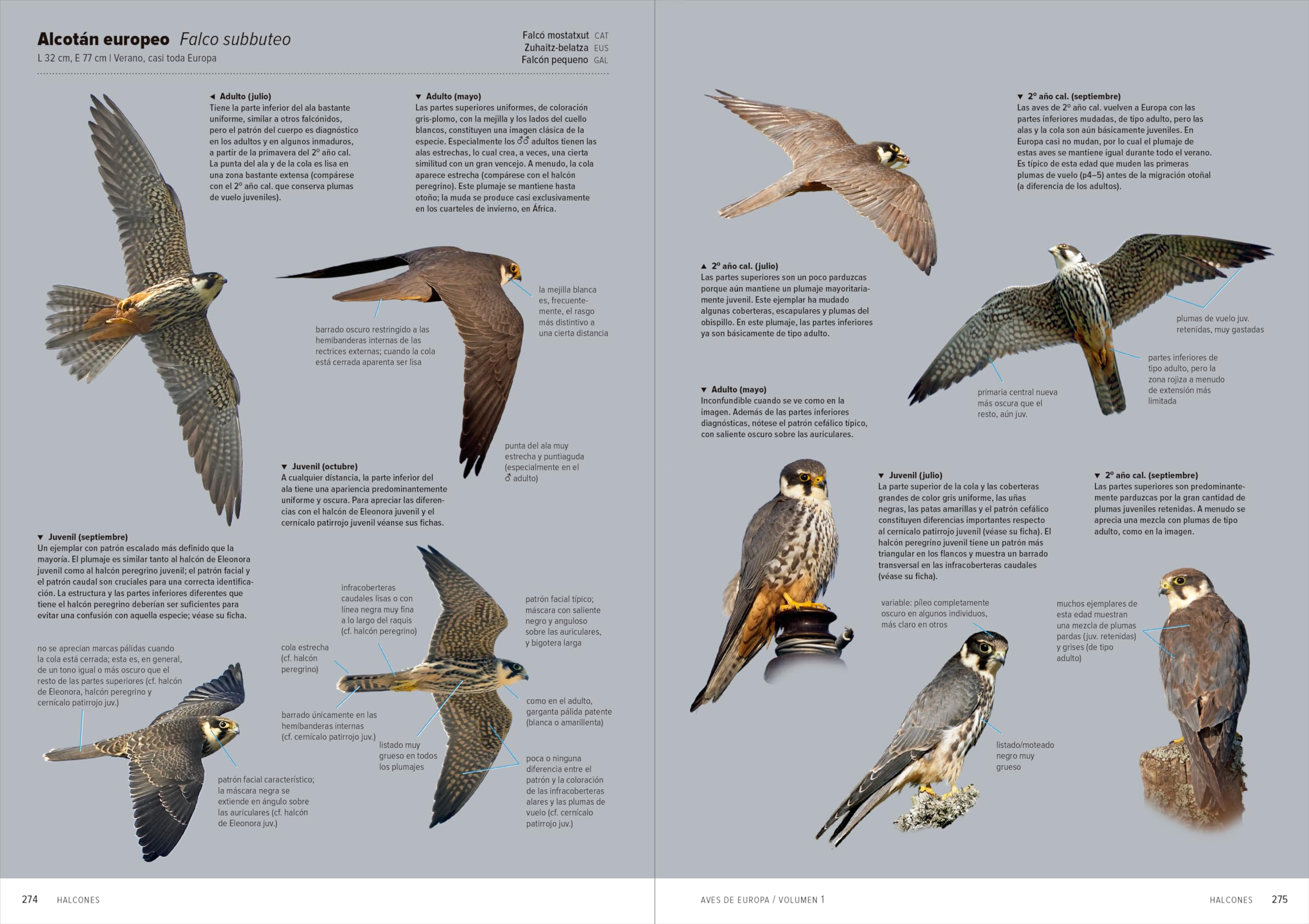 Aves de Europa: Identificación de todas las especies y plumajes