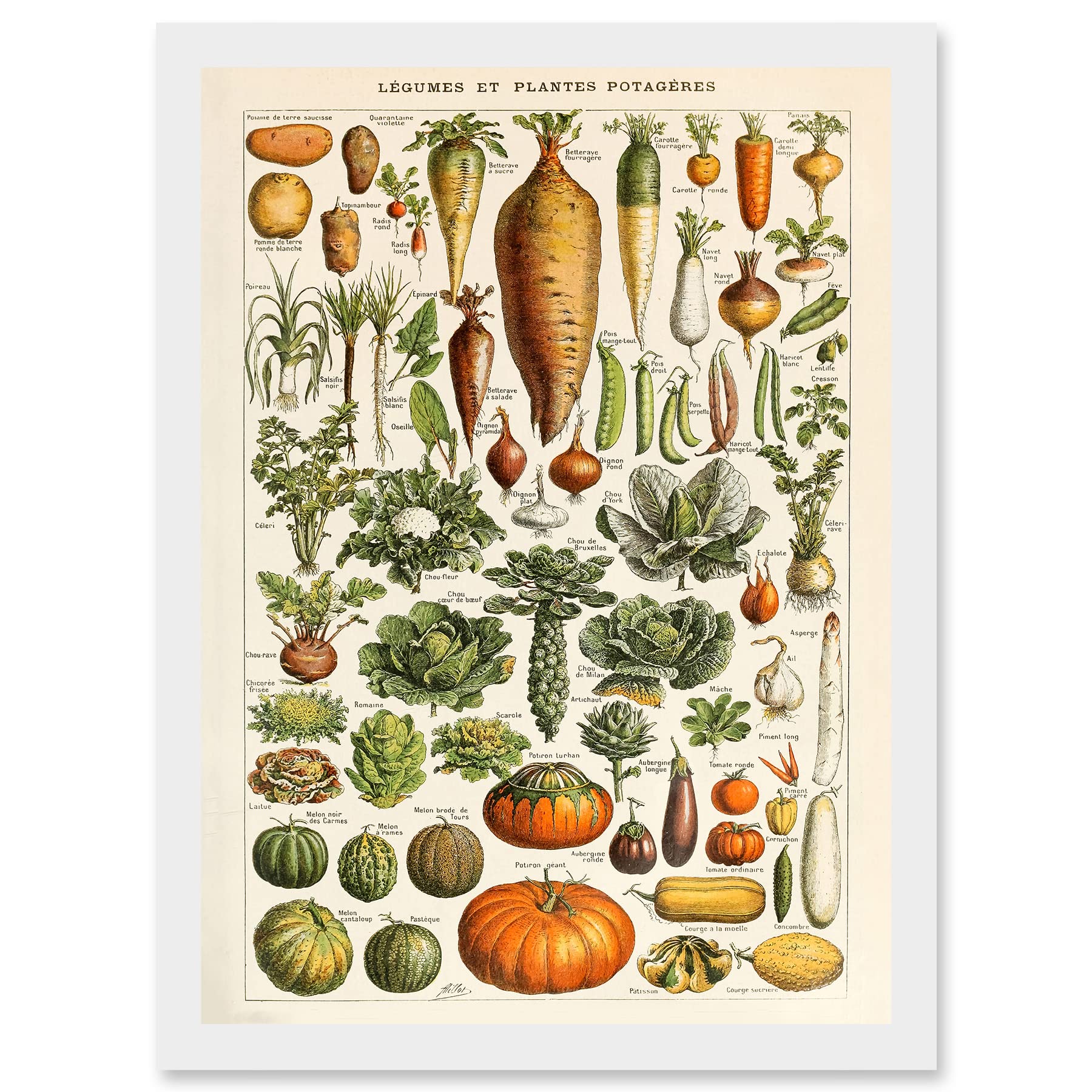 Artery8 Millot Encyclopedia vintage Vegetables Legumes Nature Artwork Framed Wall Art Print A4