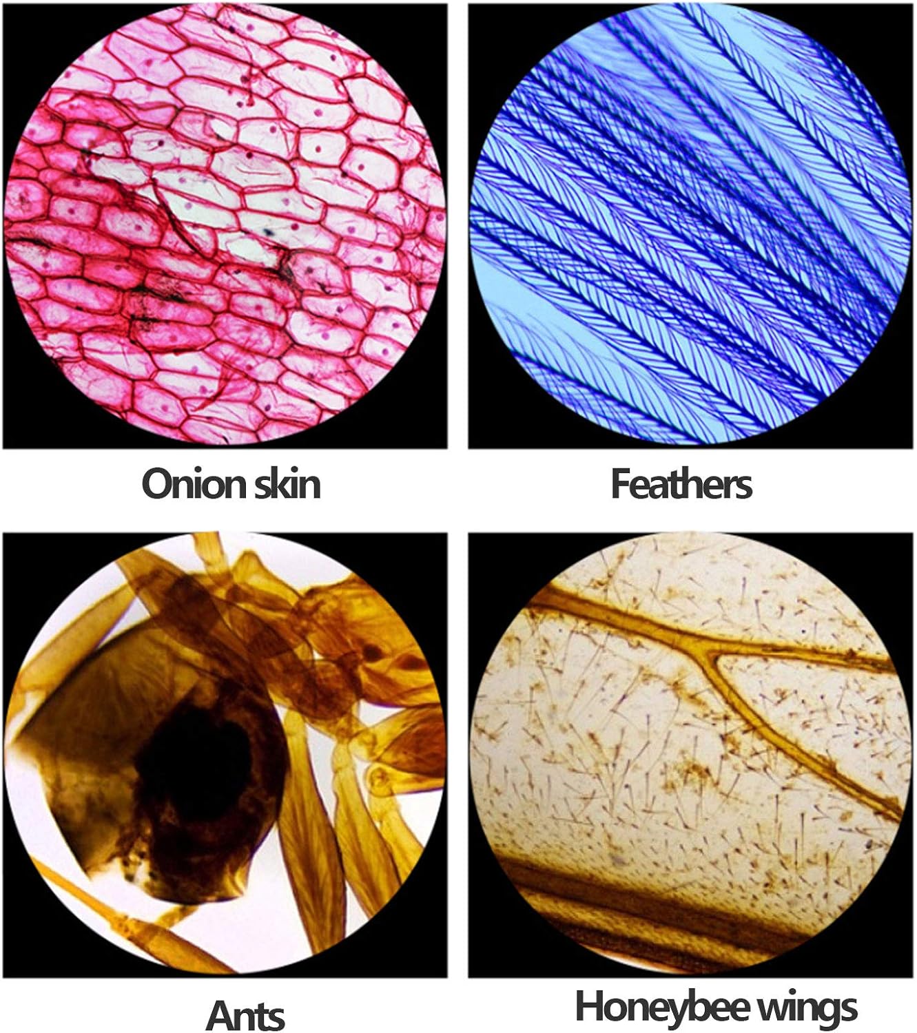 Microscope Student Microscope Monocular Eyepiece (WF10X/WF20X) Objective Lens (4X 10x 40x) 2X Magnification Lens LED Upper and Lower Light Source with Mobile Phone Holder