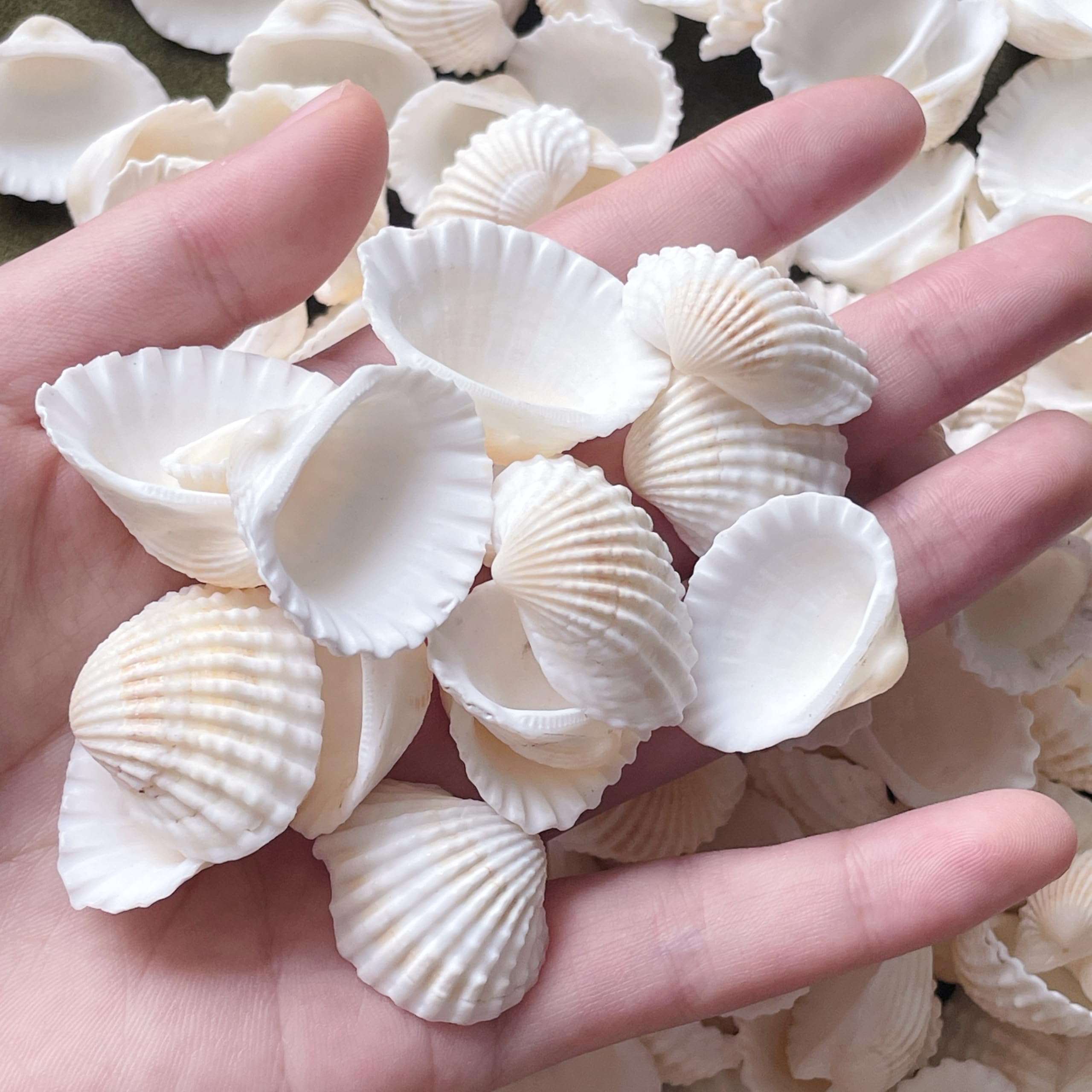 140Pcs Tiny Sea Shells - 0.8-1.2 inches Natural Small White Clam Shells for Crafts Bulk for Home Decor, Beach Theme Party, Fish Tank Vase Filler, Bracelet Making