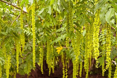 Miniatura 3 de Semillas de árbol de alas caucásicas para plantar (10 semillas) - Pterocarya fraxinifolia