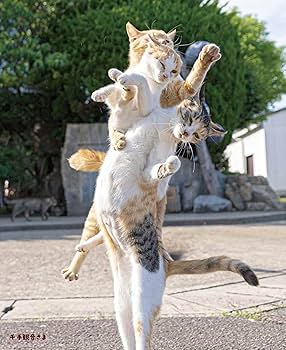 Amazon | ハゴロモ にゃん神様。 立ち猫カレンダー2026/山本正義 Amazon | ハゴロモ にゃん神様。 立ち猫カレンダー2026/山本正義