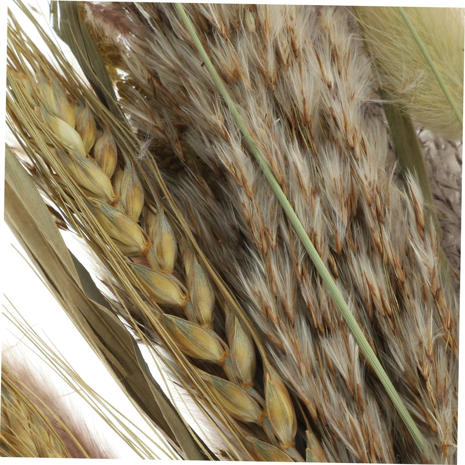 DECHOUS 2pezzi Bundle Di Decorazioni Naturali Pampas e Broomcorn Per Vasi Bouquet Essiccati Per Arredare Casa e Eventi Speciali Atmosfera Bohemien e Nordic