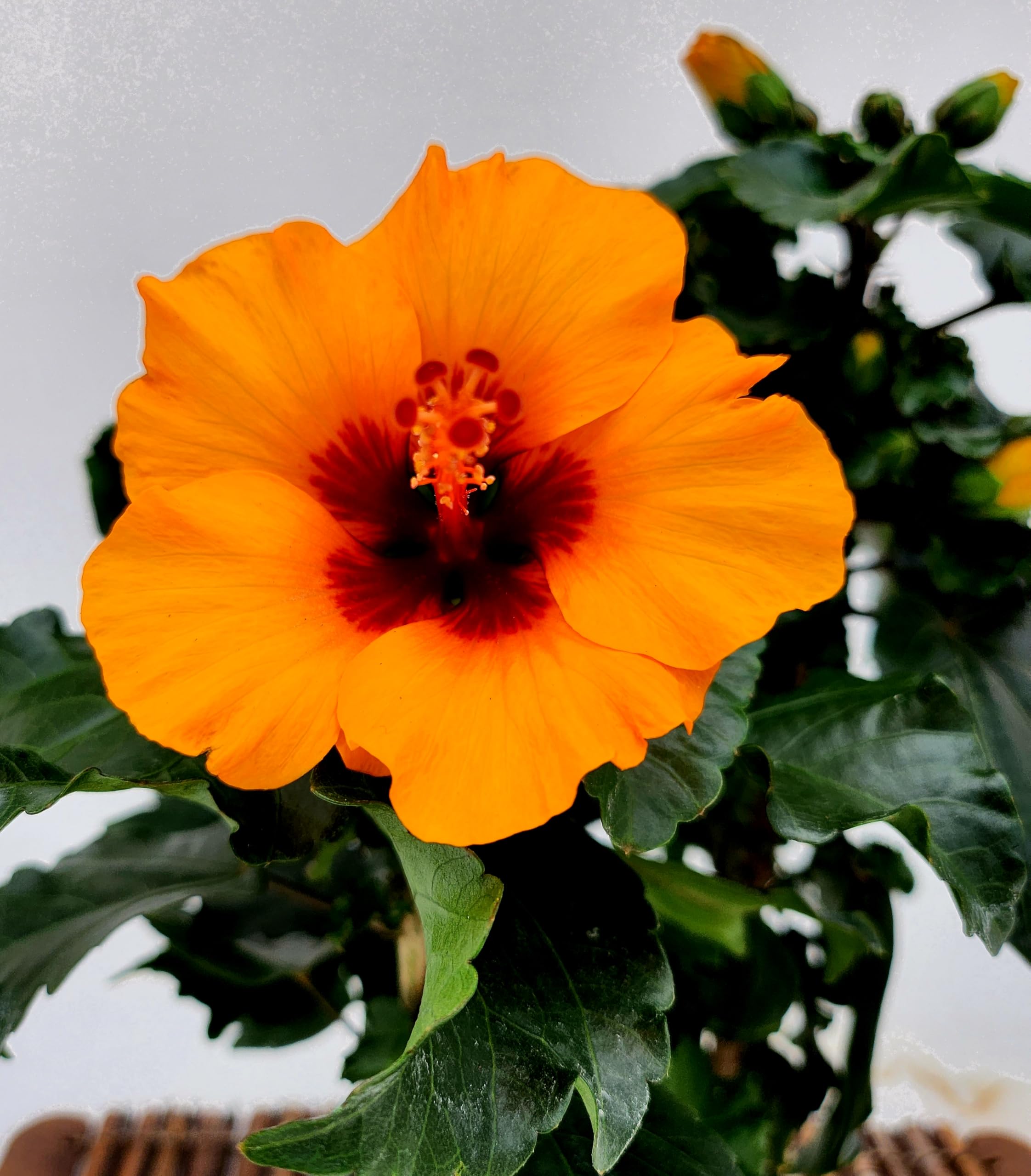 POWERS TO FLOWERS - HYBISCUS, IBISCO ARANCIO e GIALLO CON OCCHIO SCURO, VASO 13CM, 2 PIANTE, piante vere