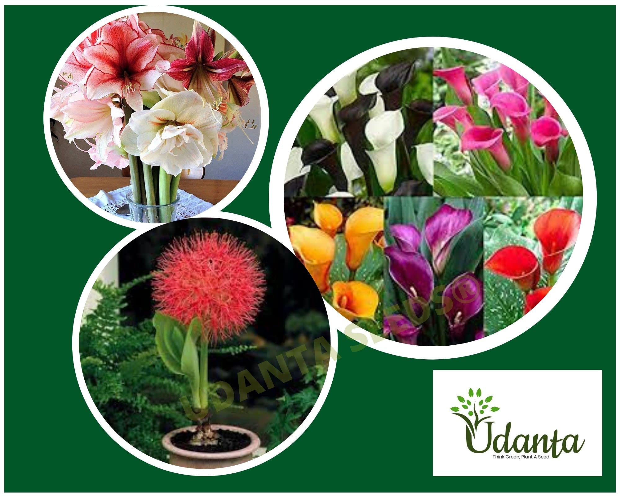 Udanta Seeds Special Combination Of Flower Bulbs Pack Of 5 Calla Lily, Football Lily & Amaryllis Lily Use For Home Decoration (Mix)