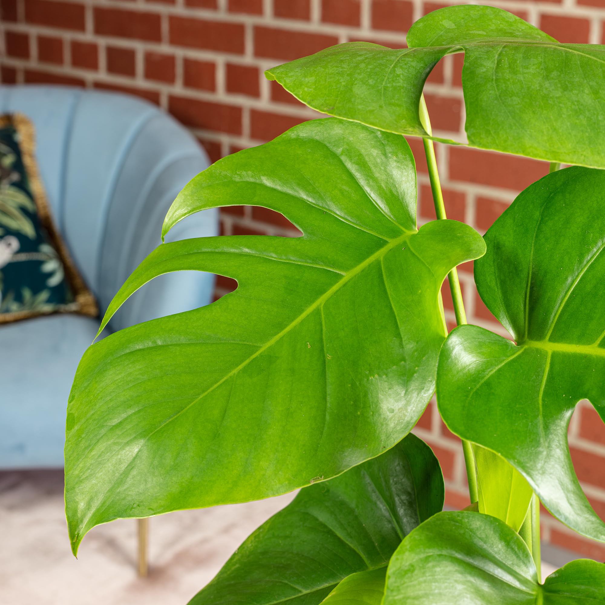 Fensterblatt - pflegeleichte Zimmerpflanze, Monstera Deliciosa - Hhe ca.  75 cm, Topf- 19 cm : Amazon.de: Garten