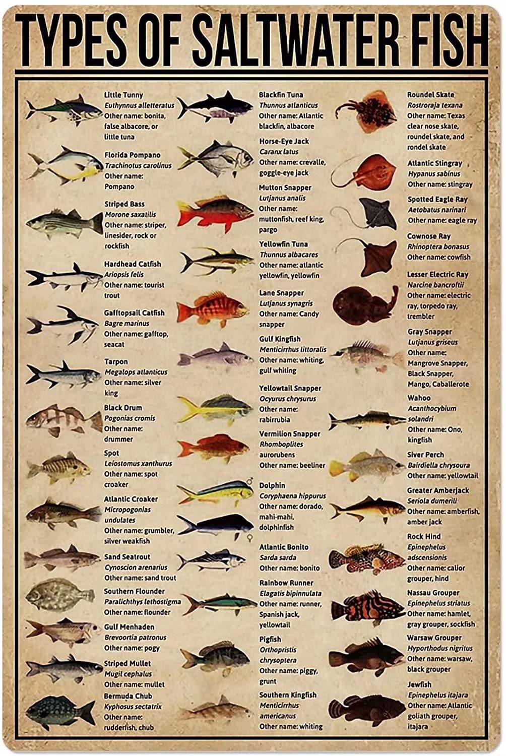 Tin Sign Types Of Saltwater Fish Vintage Retro Collectible tin Sign Wall Decoration Poster Home bar Restaurant Garage Cafe Art Metal Sign Gift 12x16 Inch