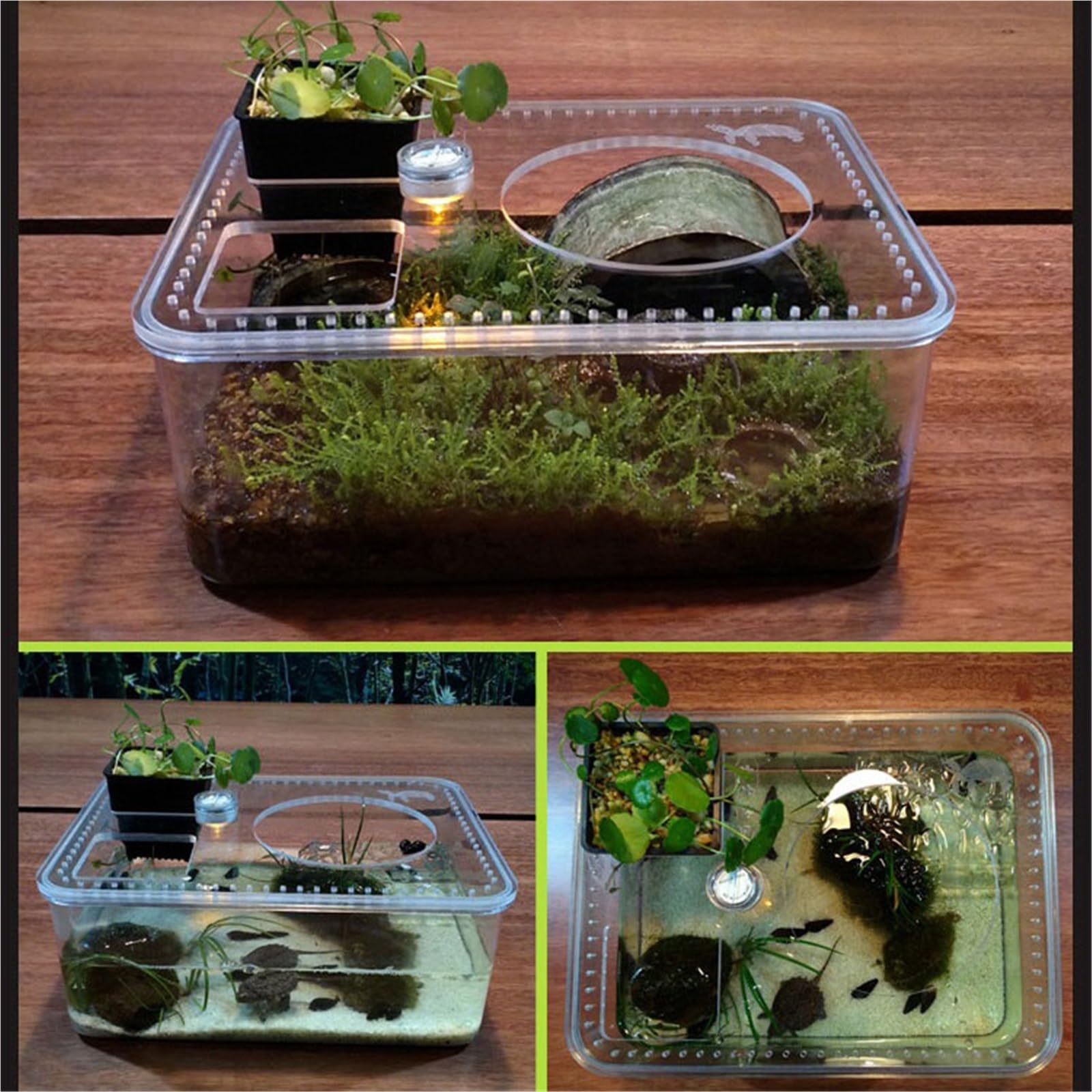 Acquario per tartarughe Acquario e terra for l'allevamento delle tartarughe con piattaforma for l'essiccazione al sole, piccolo desktop