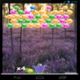field of flowers cvv