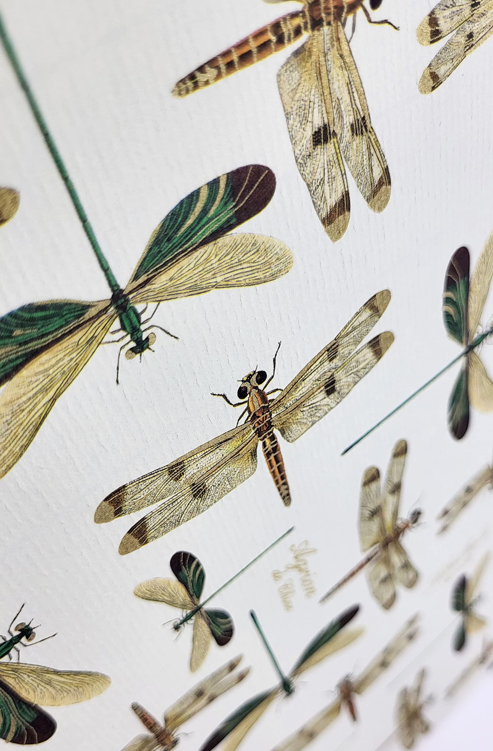 Klemmbinder Dragon Fly, A4
