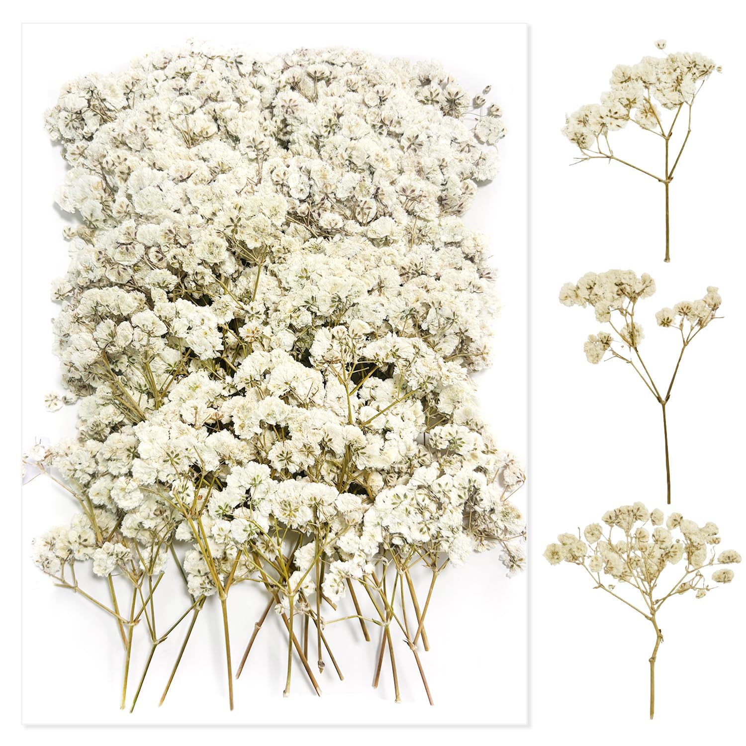 100 Piezas Paniculata Preservada (Blanco) - Flores Secas Pequeñas Naturales para Joyería de Resina y Bricolaje