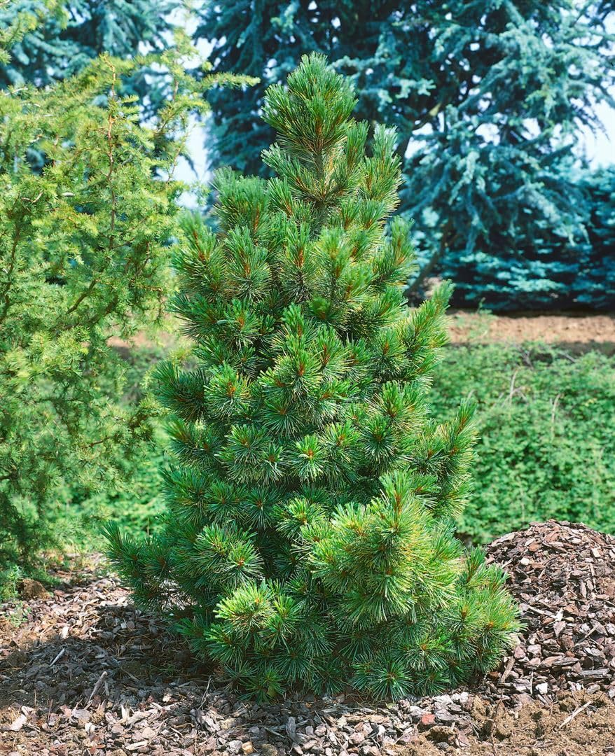 Zirbelkiefer Pinus cembra 50-60 cm Nadelbaum winterhart immergrün