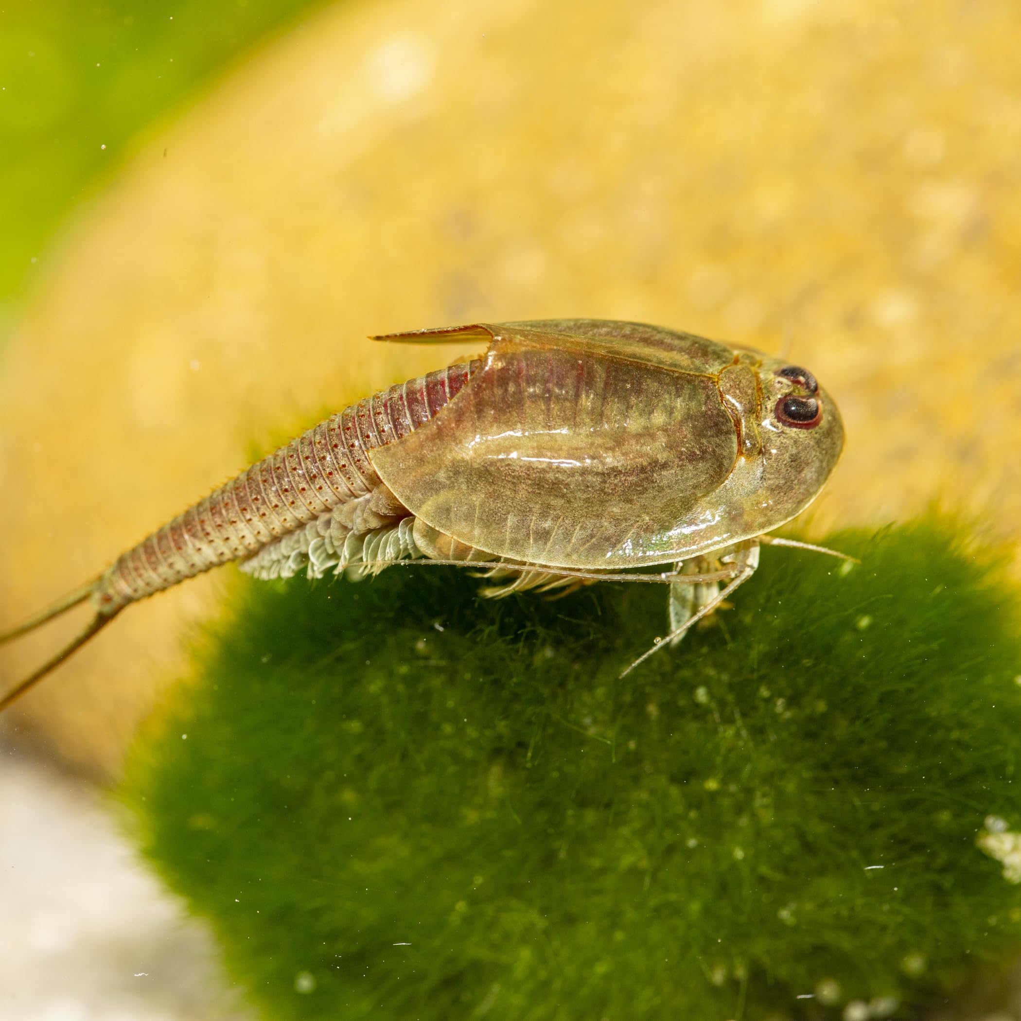 Triops Natur-Erlebnis-Set Urzeitkrebse mit 2,5 l Aquarium, Eier, Zubehör, Aktivboden, Futter, ausführlicher Anleitung