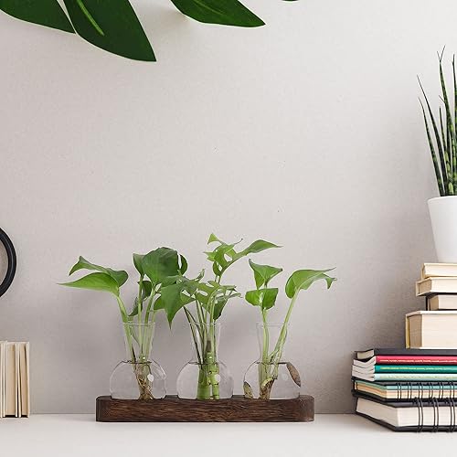 Miniatura 9 de Estación de propagación YIBOT, jarrón de propagación de plantas, terrario de escritorio con soporte de madera retro, regalos para amantes de las