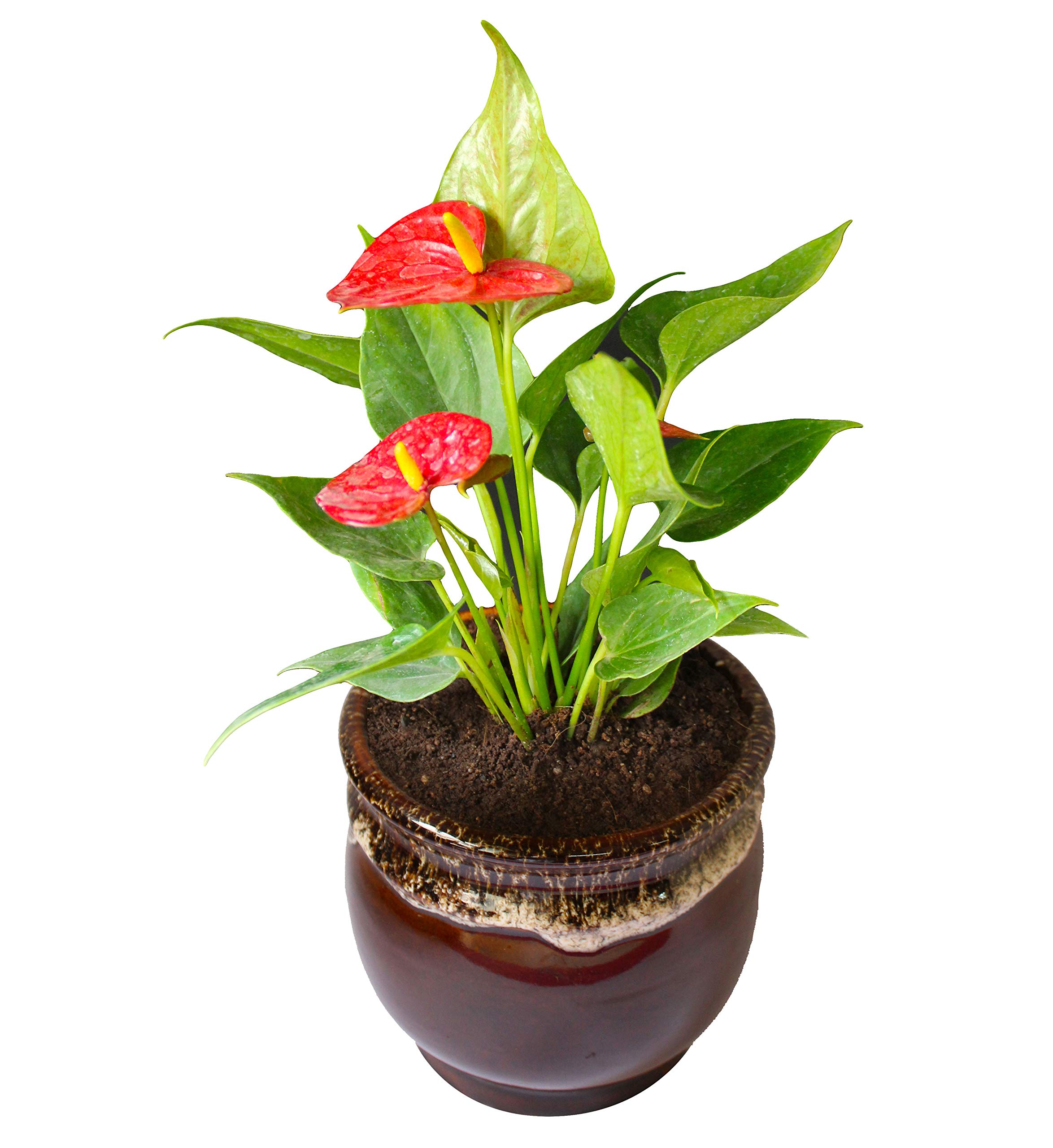See full amazon price history chart for Rolling Nature Exotic Anthurium Red Plant in Brown Drip Glazed Pitcher Ceramic Pot Rolling Nature Exotic Anthurium Red Plant in Brown Drip Glazed Pitcher Ceramic Pot (B07J57QR75) Amazon Price History, Amazon Price Tracker