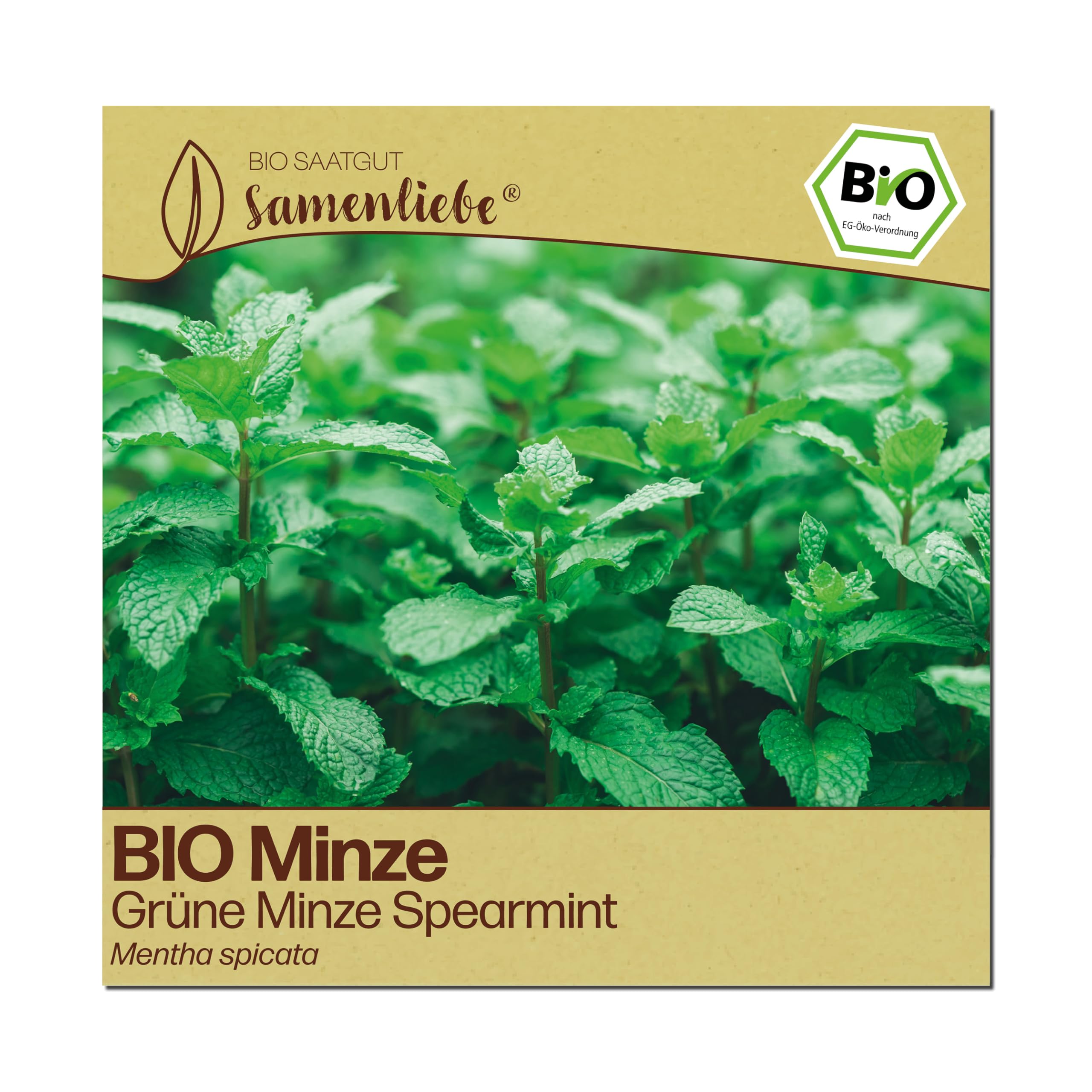 Samenliebe BIO Minze Samen | Grüne Cocktail-Minze - winterhart & mehrjährig - samenfestes BIO Saatgut