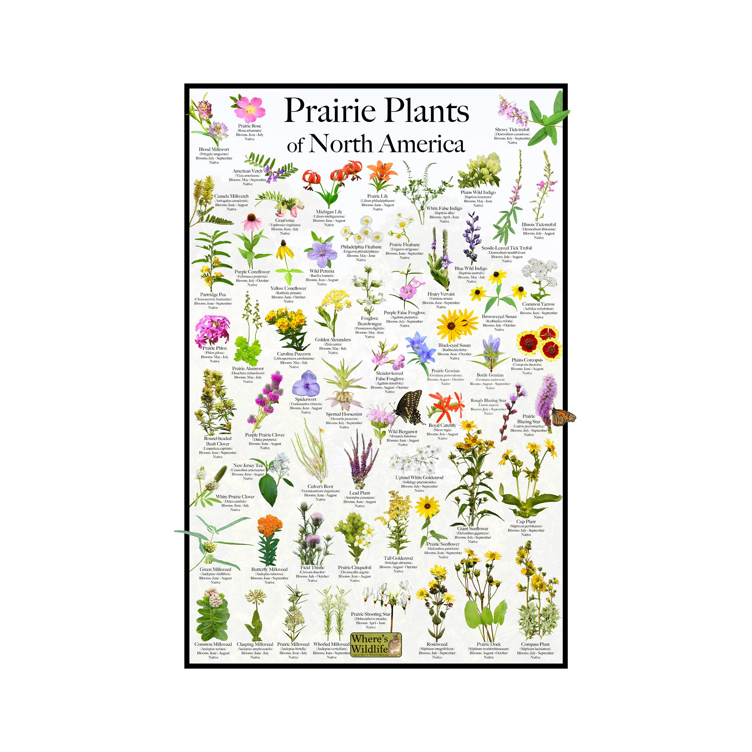 Where's Wildlife Prairie Plants of North America Flower Poster: Pollinator-Friendly Wildflowers & Native Plants (8" x 12")