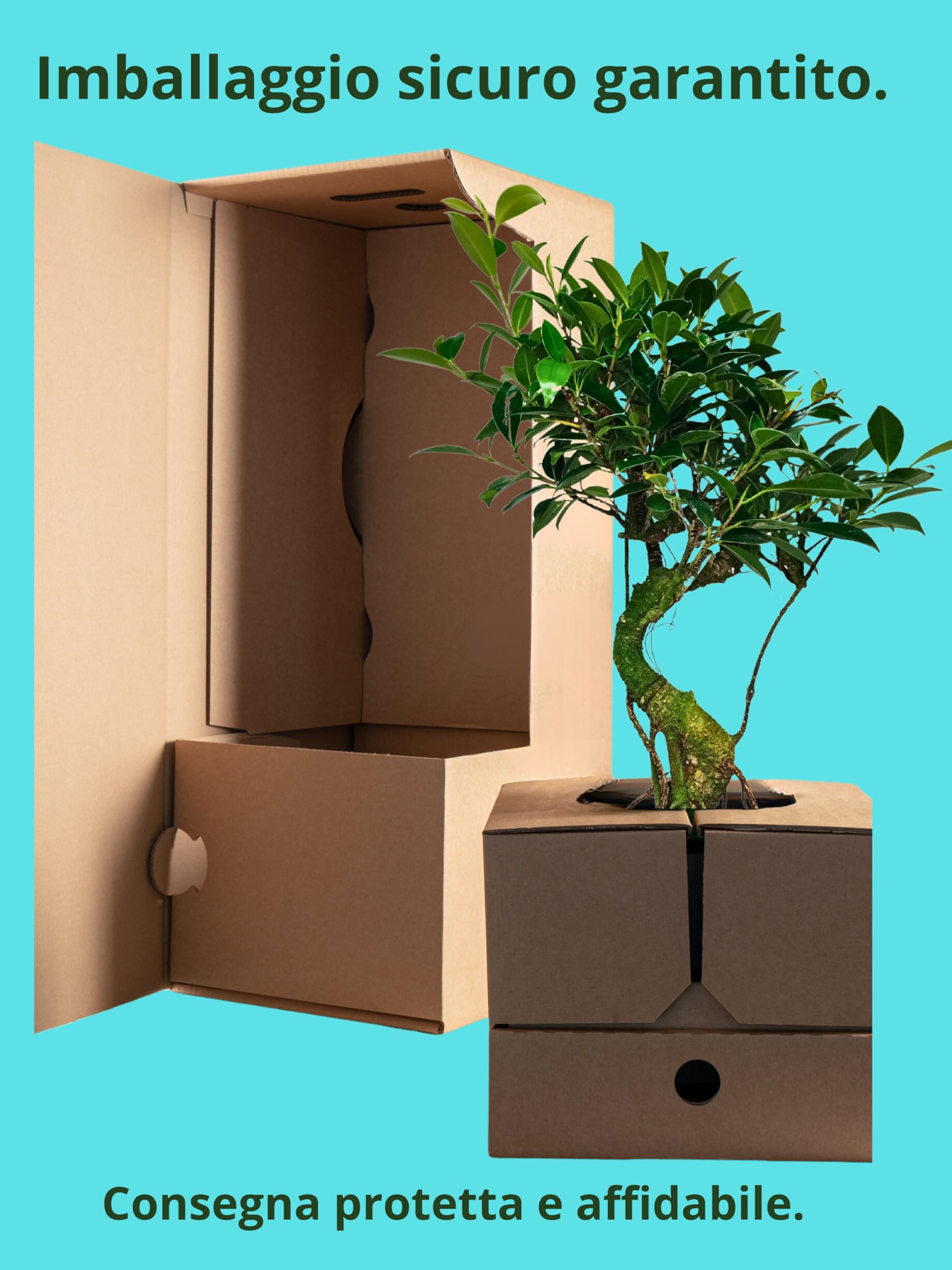 I GIARDINI DI GIULIA - Bonsai Ficus Retusa S-Shape | Tronco Scultoreo e Foglie Lucide | Resistenza e Bassa Manutenzione | Pianta Vera da Interno, Tronco Marrone Foglie Verdi, 45 cm, Biologico