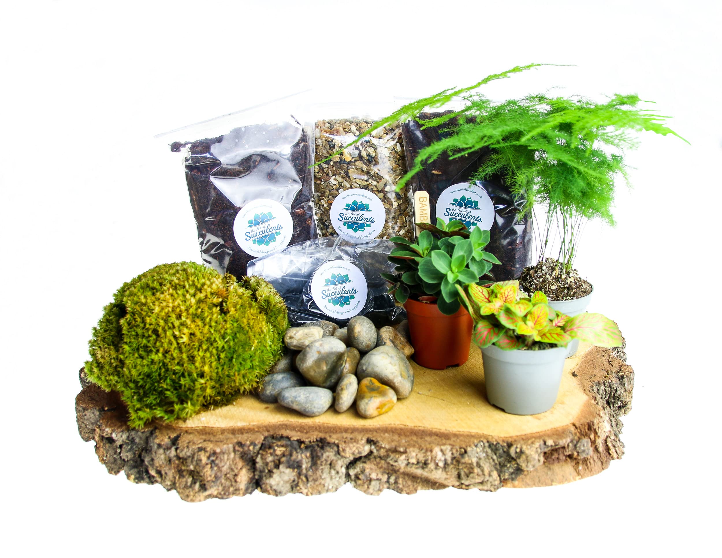 Premium Closed Terrarium Kit (Size M) – Create a Lush DIY Terrarium with 3 Live Plants, Moss, Soil & Charcoal – Designed for Use with Your Own Glass Jar up to 8 Litres