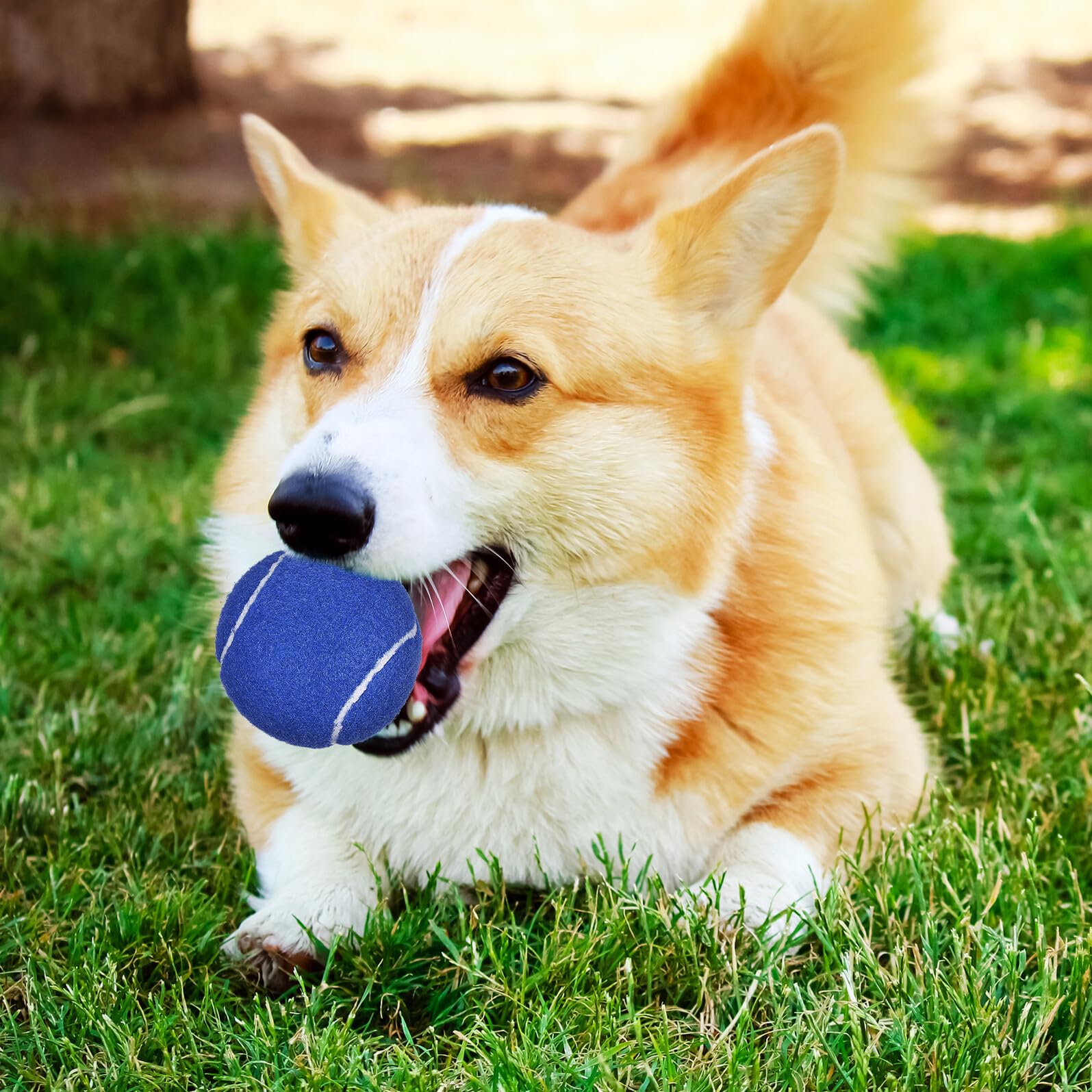 FRCOLOR 12 Bunte Welpen Tennisbälle aus Robustem Gummi mit Netzbeutel Hundetrainingsspielzeug für Apportieren und Fangspiel Schonend für Zähne und Zahnfleisch für Kleine und Große Hunde