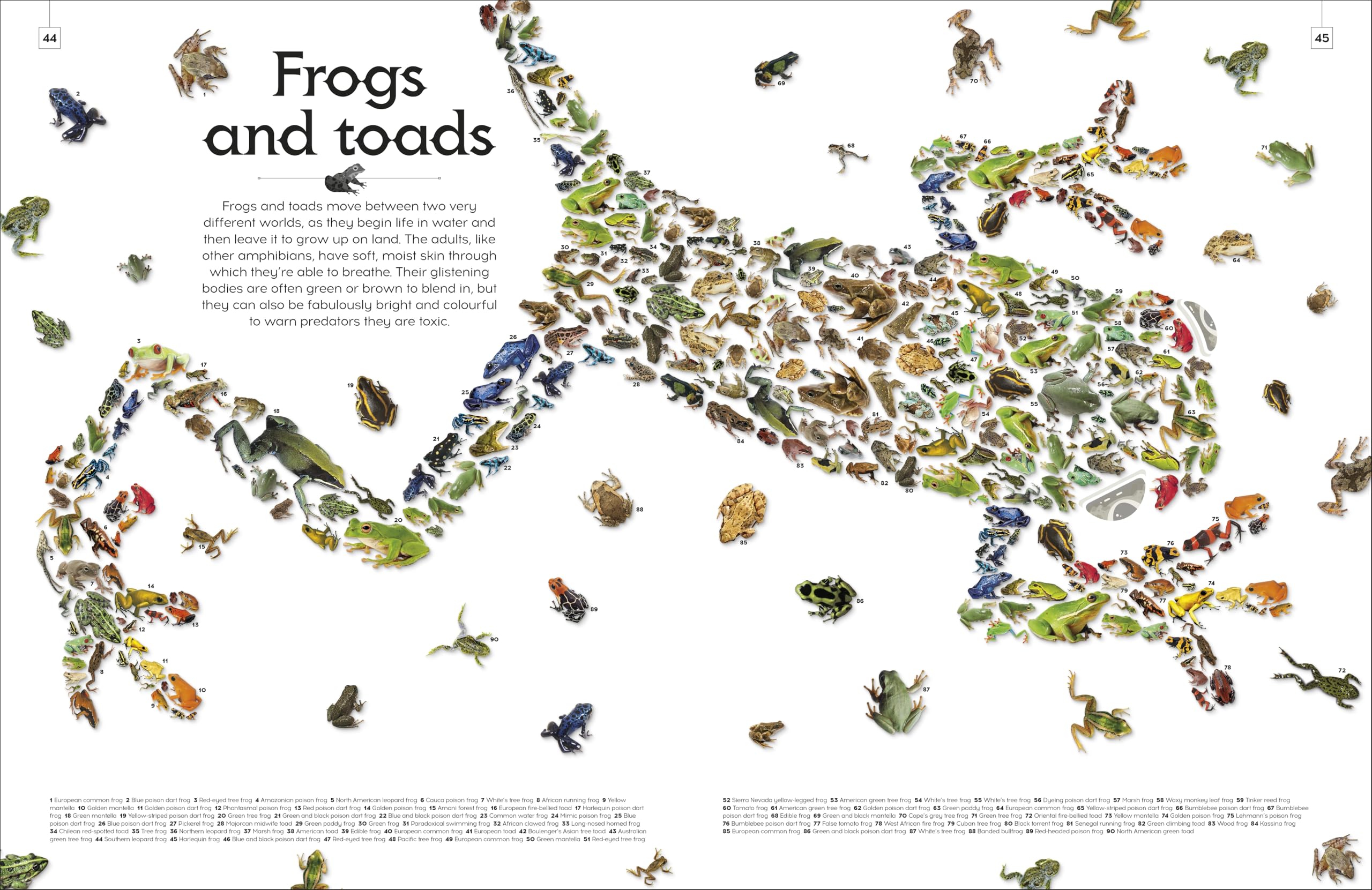 Shapes of Nature: A Big, Beautiful Book of the Natural World for Kids