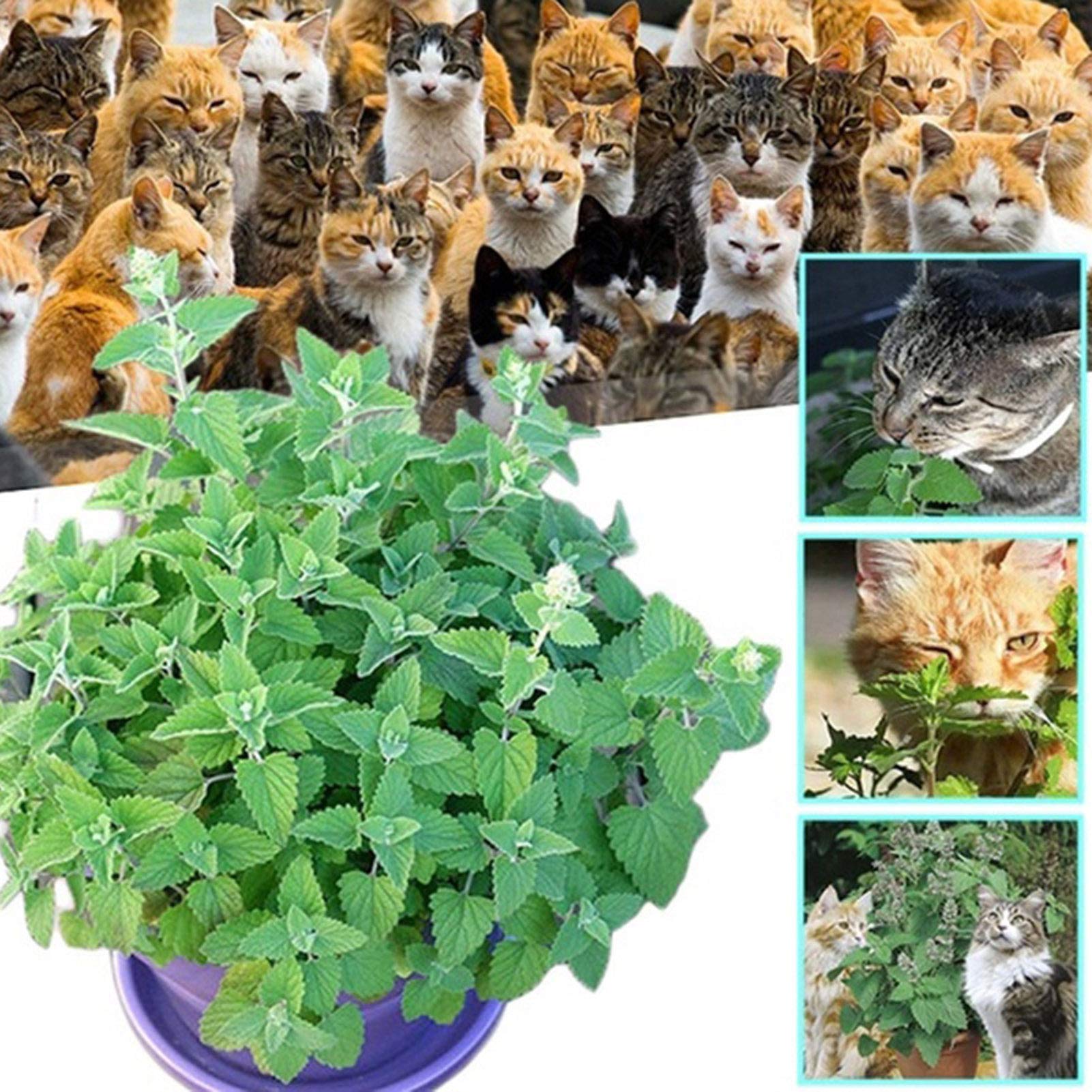 Semillas para plantar, 1 bolsa de semillas de hierba gatera fresca y prolífica de fácil crecimiento semillas de hierba de hierba de gato para jardín - semillas de hierba gatera
