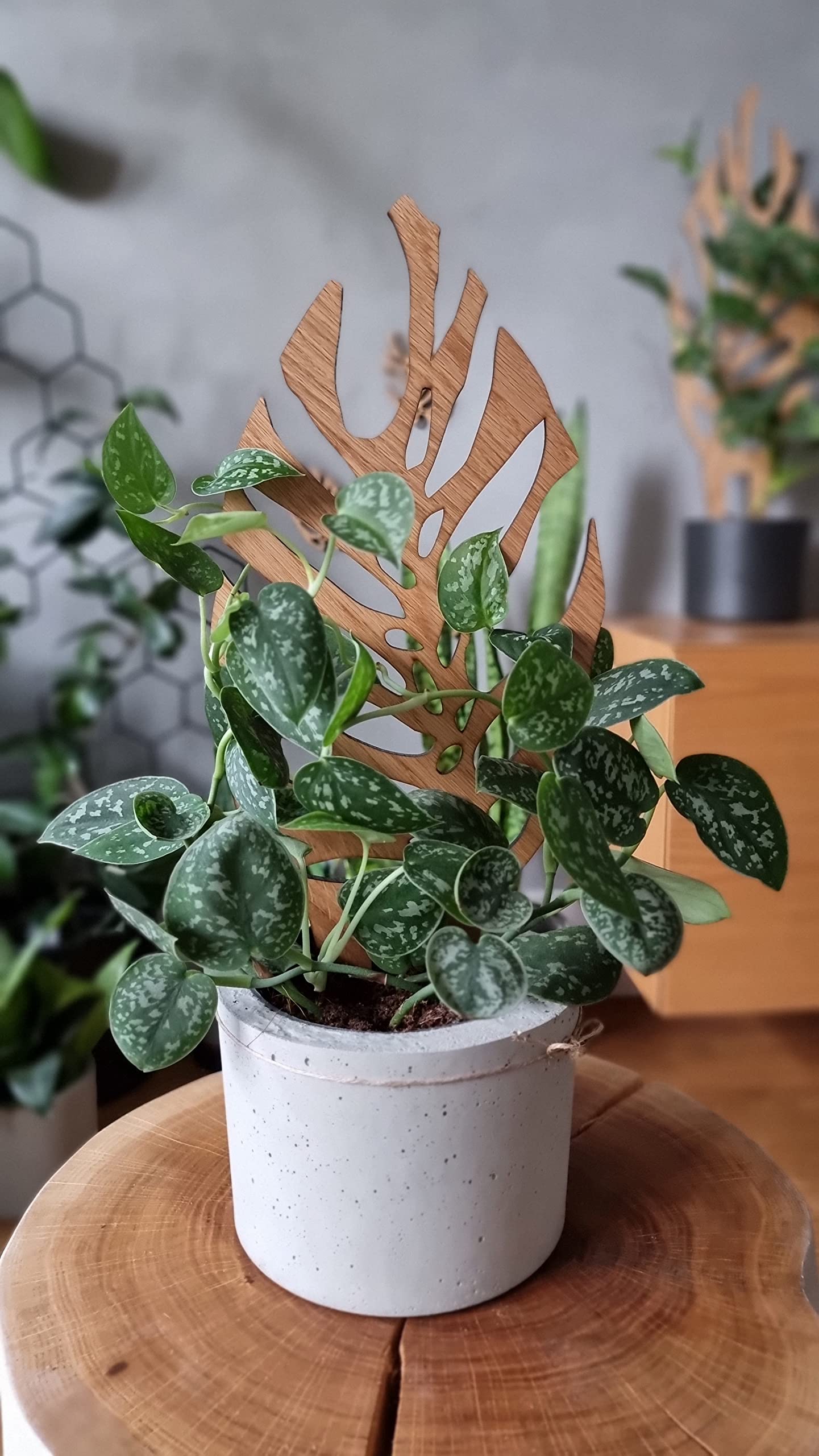 Woodream Monstera Pflanzenstütze aus Eichenholz 40 cm | Größe M | Natürliches Rankgitter - Blumengitter - Rankhilfe | Für Zimmerpflanzen | Innenraum Dekoration | Für Pflanzenliebhaber