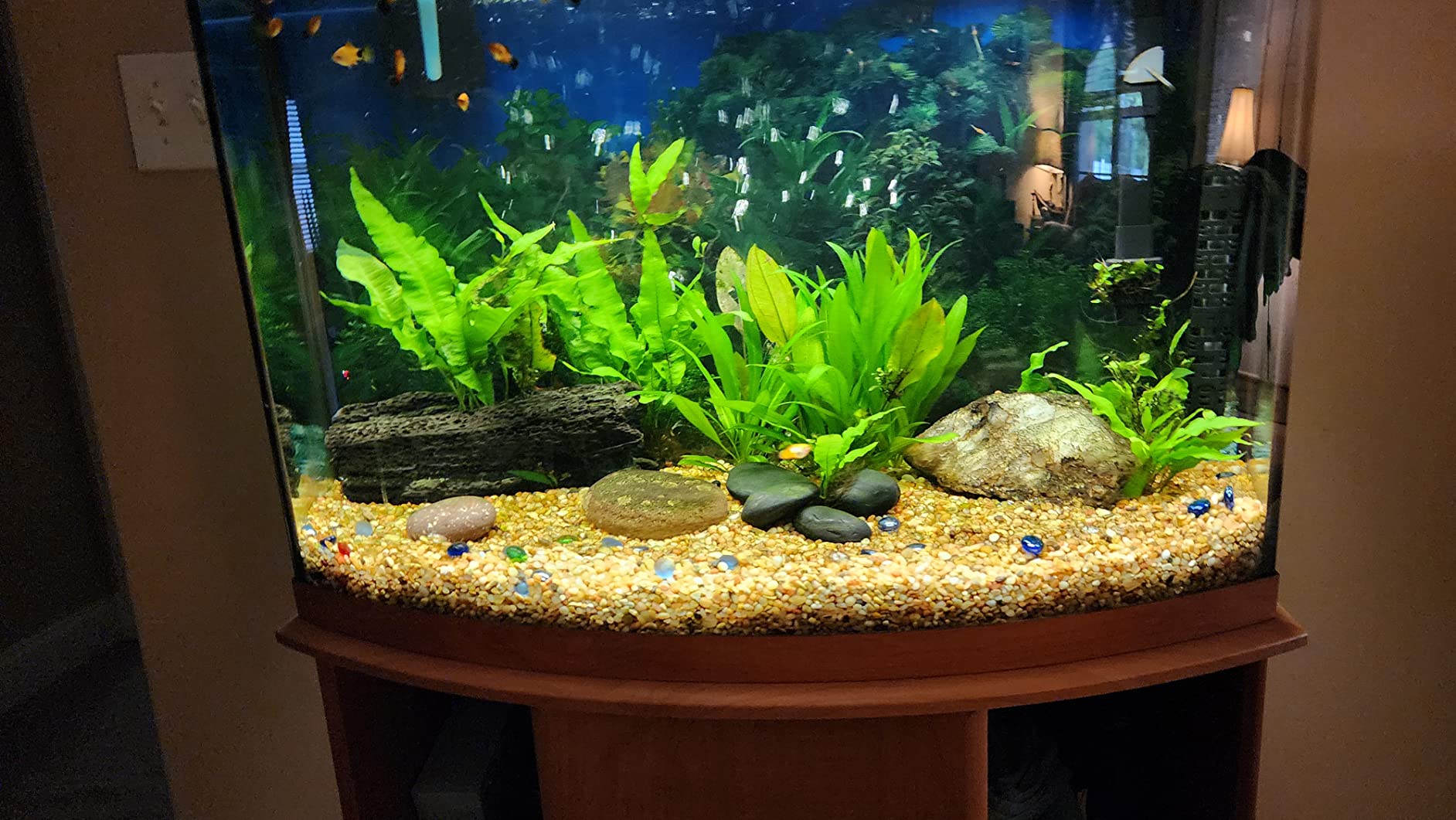 17/mo Finance Unscripted Aquarium Clarifier Keeps Water Clear