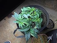 Review Image by Roseacreates