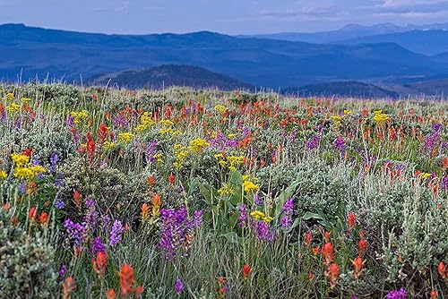 Paquete de semillas de mezcla de flores silvestres, mezcla de semillas de flores a granel de polinización abierta para hermosas flores perennes y