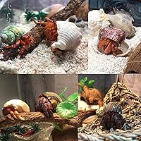 Vista 4 de Conchas de cangrejo ermitaño grandes, 6 conchas turbo de crecimiento de 1 a 2 pulgadas (2.3 a 3.5 pulgadas)