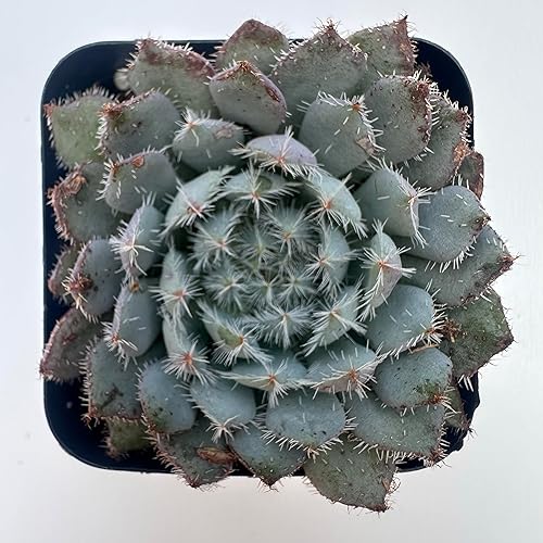 Miniatura 6 de Plantas suculentas vivas, variedades surtidas en dos tamaños de maceta, plantas de fácil cuidado para interiores y exteriores, GNEM (Echeveria