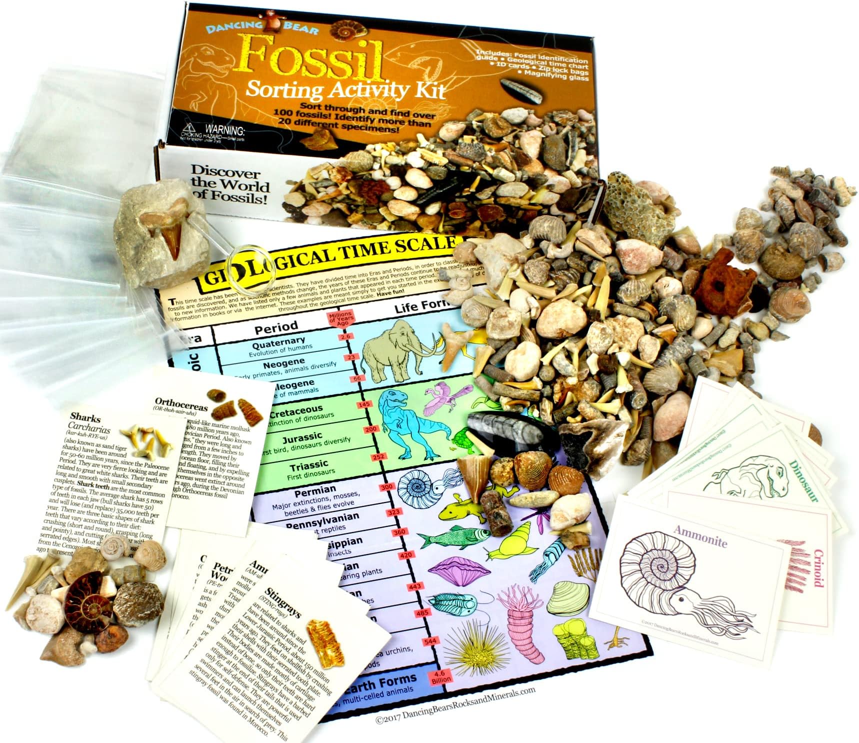 Dancing Bear Fossil Collection Sorting Activity Kit with over 100 Pcs (more than 20 different fossil varieties!), Educational ID Sheet, Color ID Cards, Bags, Magnifying Glass, and Shark Teeth, Brand