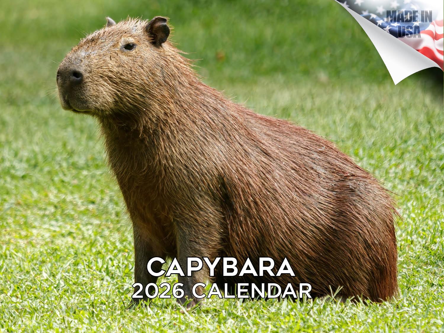 Calendario da parete 2024 2025 Capybara mensile, calendario della fauna selvatica, 30,5 x 45,7 cm, aperto, carta spessa senza sbavature, idea regalo, calendario per insegnanti accademici, calendario