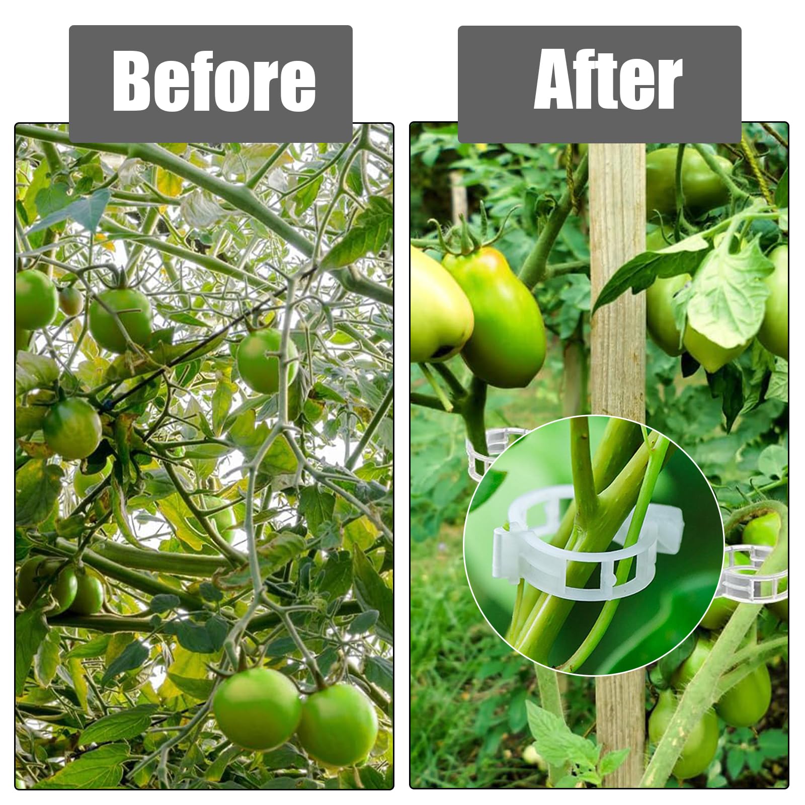 200 pcs Support pour Plantes de Jardin Clips pour Les légumes Tomate Vigne tiges de Croissance Droit et Plus Sain 2.5cm x 2cm Blanc