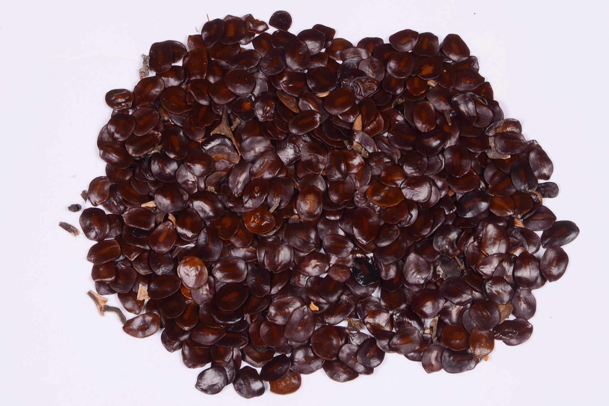 See full amazon price history chart for RK Seeds - Cassia siamea seeds – Senna siamea - Kassod Tree seeds, Cassod Tree seeds, Siamese Senna, Siamese cassia - cassia tree seeds – 100 gm RK Seeds - Cassia siamea seeds – Senna siamea - Kassod Tree seeds, Cassod Tree seeds, Siamese Senna, Siamese cassia - cassia tree seeds – 100 gm (B07PW17ZWF) Amazon Price History, Amazon Price Tracker