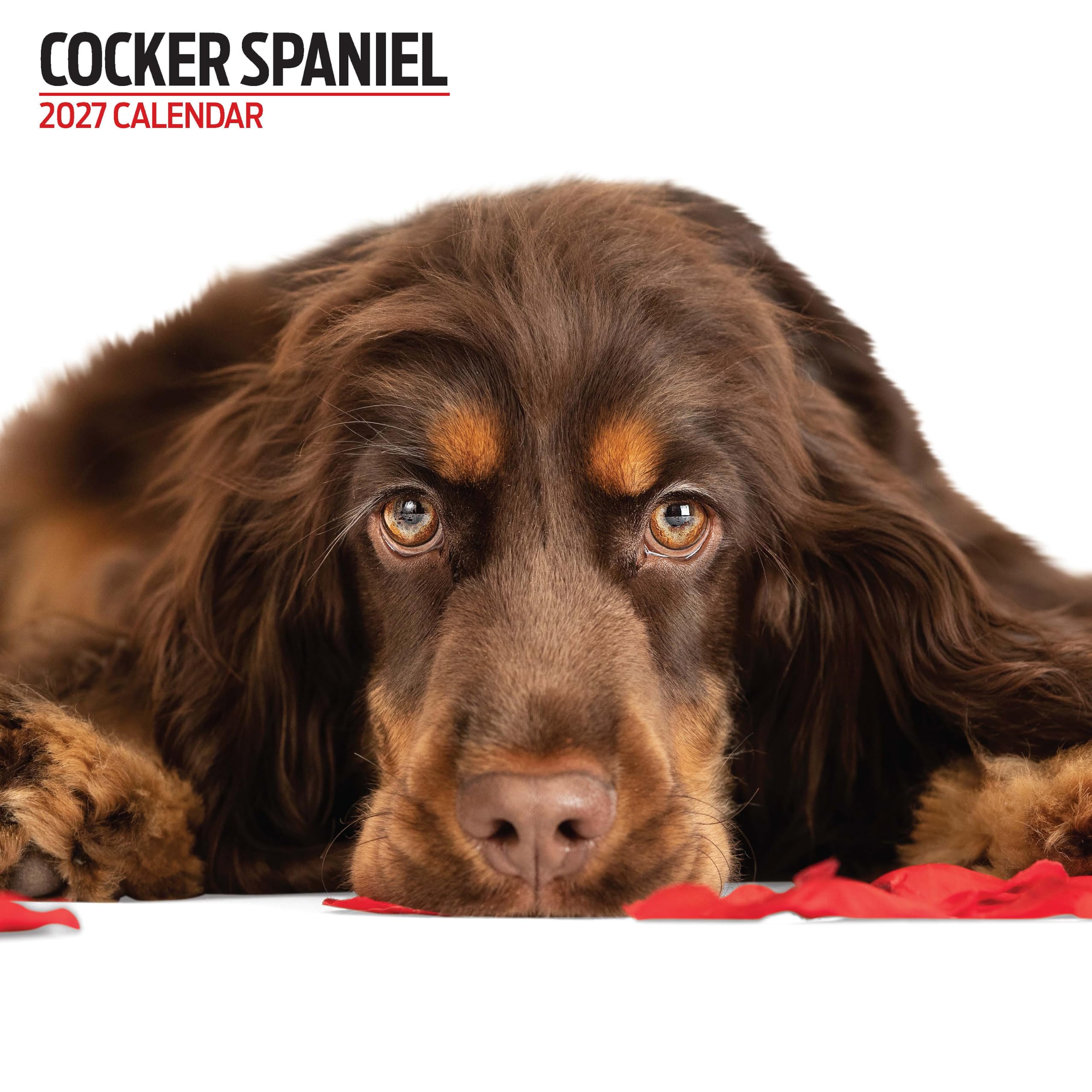 Cocker Spaniel 2027 Modern Calendar